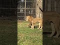 【八木山動物園】サン君のフレーメン❣️