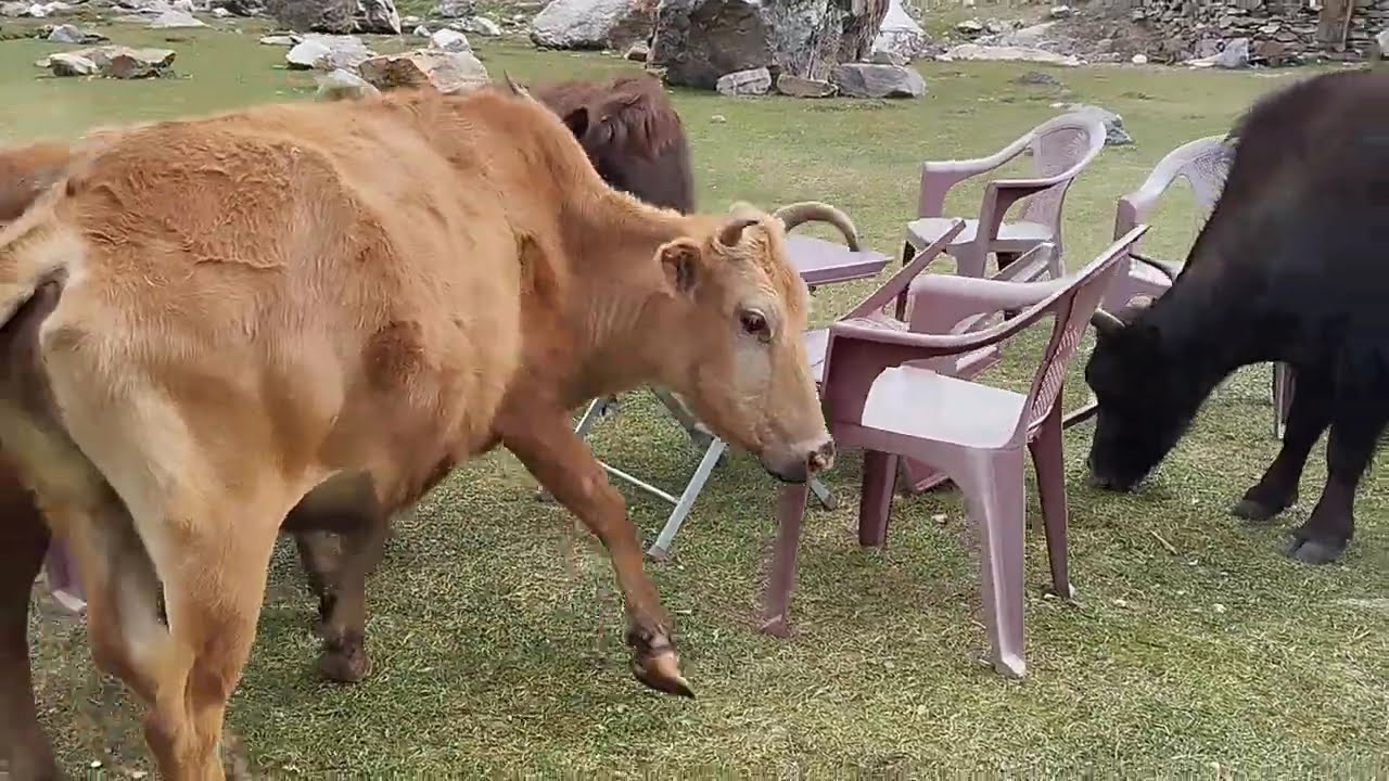 Walking through the Base Camp of Nanga Parbat 