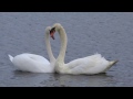 Swans reunite  (Love is in the air ) Lough Talt. PART 2.