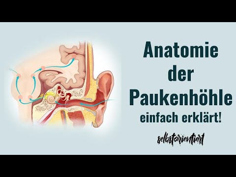 Anatomie der Paukenhöhle - Hammer, Amboss & Steigbügel im Ohr | Funktion | Definition | Latein ...