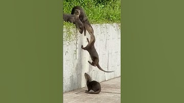 This is textbook teamwork  #otters #ottersoftiktok #ozzymanreviews #ozzyman #fyp #foryou #foryou