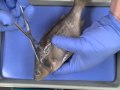 Mastering Specimen Dissection Techniques in Biology