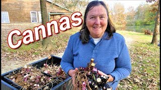 How to Dig and Store Canna Lilly Bulbs | Rhizomes