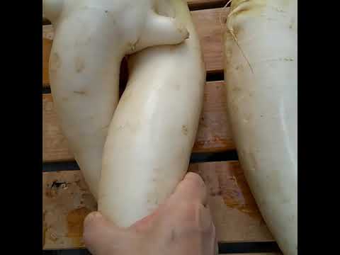 笑える大根 面白野菜 Youtube 笑える大根 面白野菜 Youtube