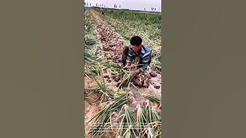 Onion Harvest: Farmers Harvesting Red Onions