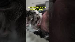 🐱💾 SYSTEM CAT LOG #020 – Grooming Protocol ERROR #catshorts #cat #catvideos #funny
