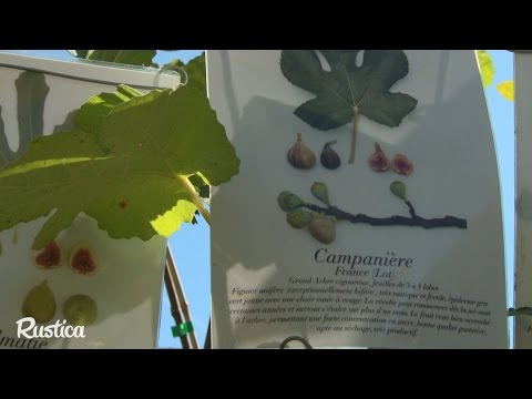 Vidéo: Figuiers rustiques : choisir des figuiers pour les jardins de la zone 5