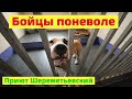 Бойцы поневоле: Шереметьевский приют для собак | Маршрут выходного дня
