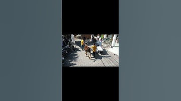 video Qurban idul Adha pake drone 🤔 dji MAVIC mini