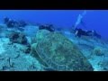 Biggest Sea Turtle in the Caribbean