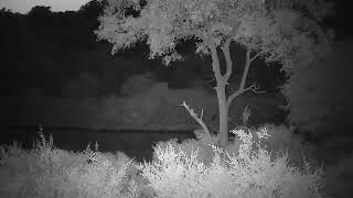 Djuma: Leopard-Molwati male on dam wall-then Central Rd or other side of wall - 04:12 - 12/02/2023 by WildEarth Djuma Cam 172 views 4 months ago 4 minutes, 16 seconds