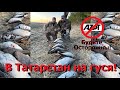 Охота на гуся Татарстан! Гусиные патроны Азот подвели!