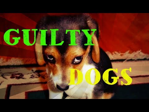 Funny Guilty Dog