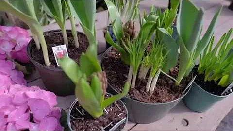 Seagroatt Riccardi's April GreenHouse Tour Spring ...