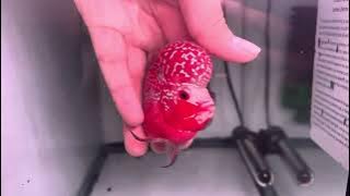 F5 Live Flowerhorn Kamfa F3 8/11/2024