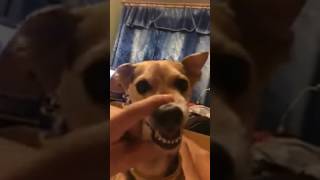 Dog sings lalalala