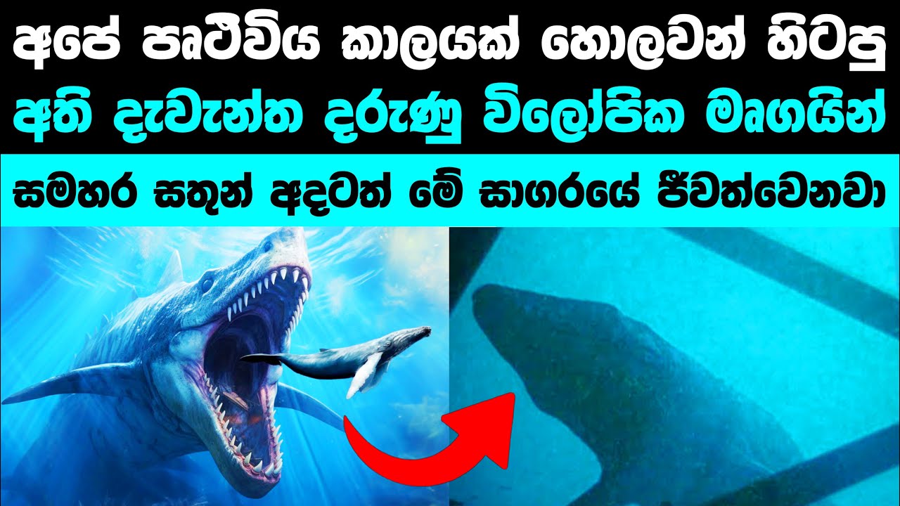 පෘථිවියේ එතෙක් මෙතෙක් ජීවත්වුනු දැවැන්තම සතුන් | Massive animals that ruled the world