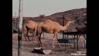 قصة(٣)الغيهبان آل مره#حمد الوايلي711