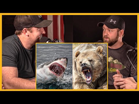 Would You Rather Fight a Bear or Shark?