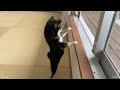 顎を強打する柴犬 #shorts