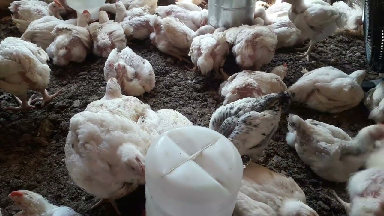 Minha criação de frango de granja