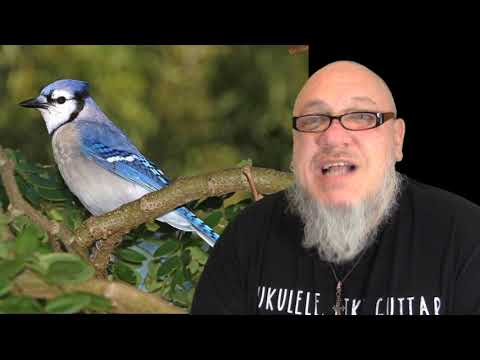 joke-of-the-day-#0896.-bird-watching-with-sinead-o'connor
