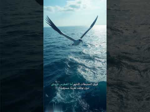 سادة السماء الطيور التي لا تهبط طيور جبارة