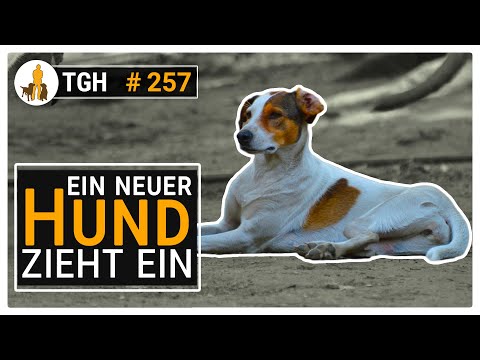 Video: Neues Jahr, neues Du, neuer Hund!