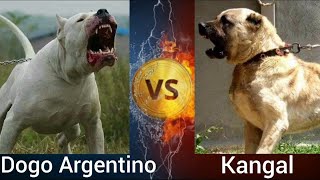 Dogo Argentino VS Kangal | Who is more Powerful ? by Shubham Medhekar 4,824 views 2 years ago 3 minutes, 5 seconds