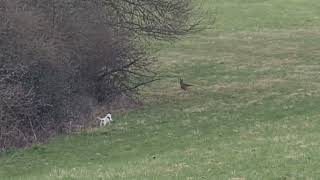 Jack Parson Russell Terrier Hunt     meets a Fox  2 VS Fuchs   Jagd.Jack Baujagd Hunting the Wildco