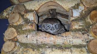 The little owl Luchik makes sounds of indignation at the Eagle owl Yoll
