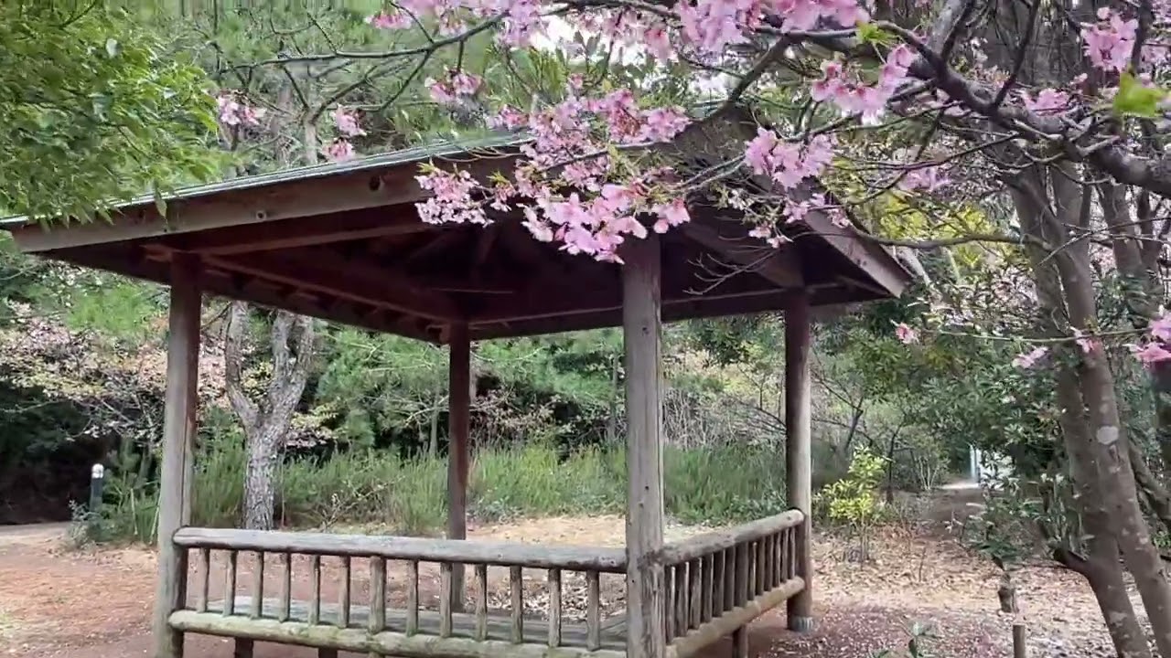 静岡県御前崎「浜岡砂丘」の桜並木 2026.2.27