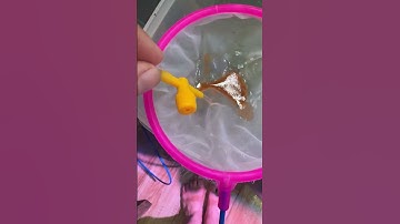 Cá chép phi tần con cho ăn gì là tốt  #cachepphitan #guppy #cakoi