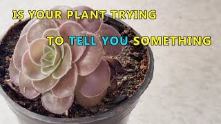 Plant Rescue: Secrets to Reviving Your Favorite Greens!