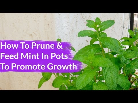 How To Prune