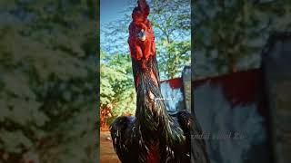 monster#1k #sanda #photography #chennai #viral