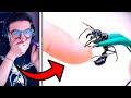 MORSO DALL’INSETTO PIÙ PERICOLOSO DEL MONDO!!