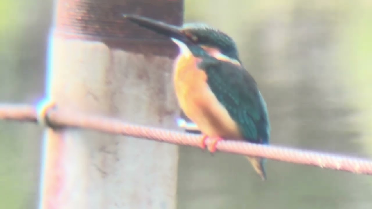 善福寺公園 カワセミ - YouTube