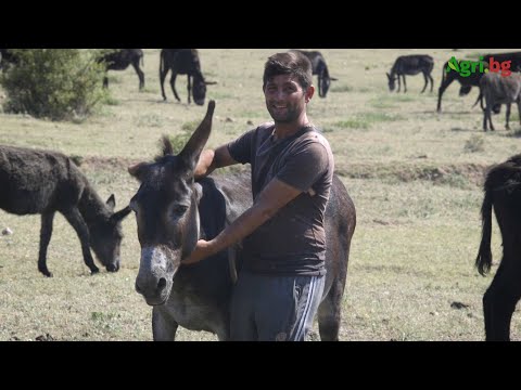 Видео: Как да различим отровна магарета от лекарствена?