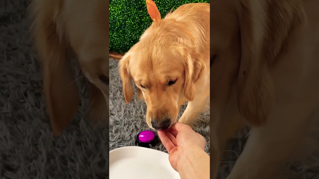 Funny Dog INSTANTLY REGRETS Button Choice 😂🐶