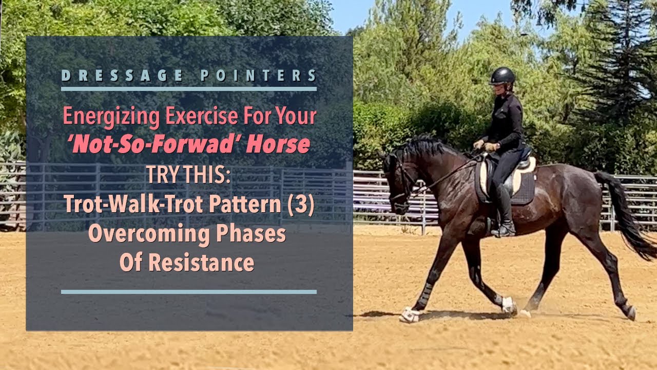 Exercise For A ‘Not So Forward’ Horse TrotWalkTrot Pattern (3