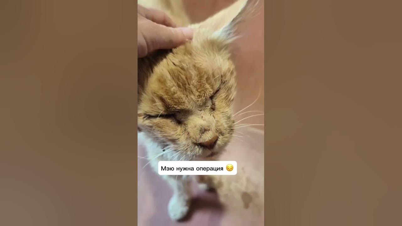 Спасение рыжего 🐱 кота Мейн-куна. часть 2 (продолжение). - YouTube