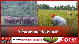হাতির ভয়ে কাচা ধানই কাটছে শেরপুর সীমান্তের কৃষক | Sherpur | Wild Elephant | Somoy TV