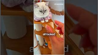 The Guilty Cat has Been Caught