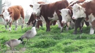 `Wild Geese' attack a herd of cattle