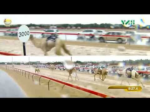 الشوط 2 خنجر الزمول المفتوح ملفت لـ هجن العاصفة مهرجان ولي عهد دبي 2019 2 3المرموم 