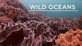 Triggerfish, sweetlips, and a house-cleaning mantis shrimp