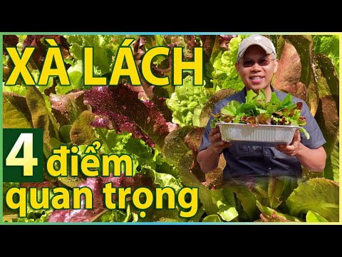 Video Cách trồng XÀ LÁCH từ gieo hạt tới thu hoạch. 4 điểm... - youtube
