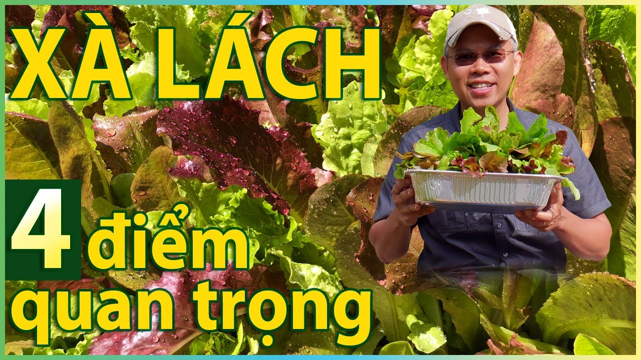 Cách trồng XÀ LÁCH từ gieo hạt tới thu hoạch. 4 điểm quan trọng giúp lá tốt, non và sạch.