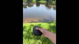 Turtle Rescued From Road, Gently Released Into Pond